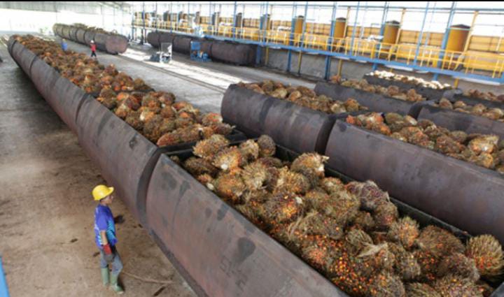 Aktivitas industri sawit. Foto: Dok SSMS
