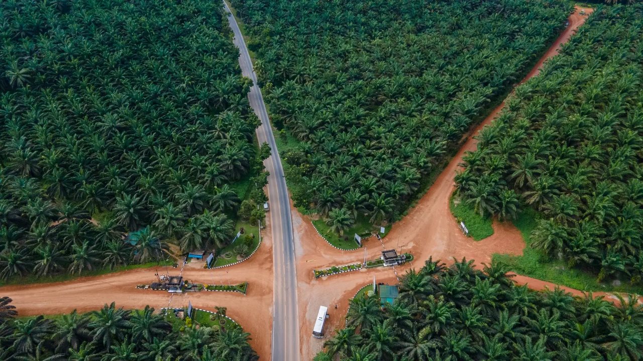 Lahan perkebunan sawit yang dimiliki dan dikelola oleh PT Sawit Sumbermas Sarana Tbk (SSMS) (Foto: Dok. SSMS)
