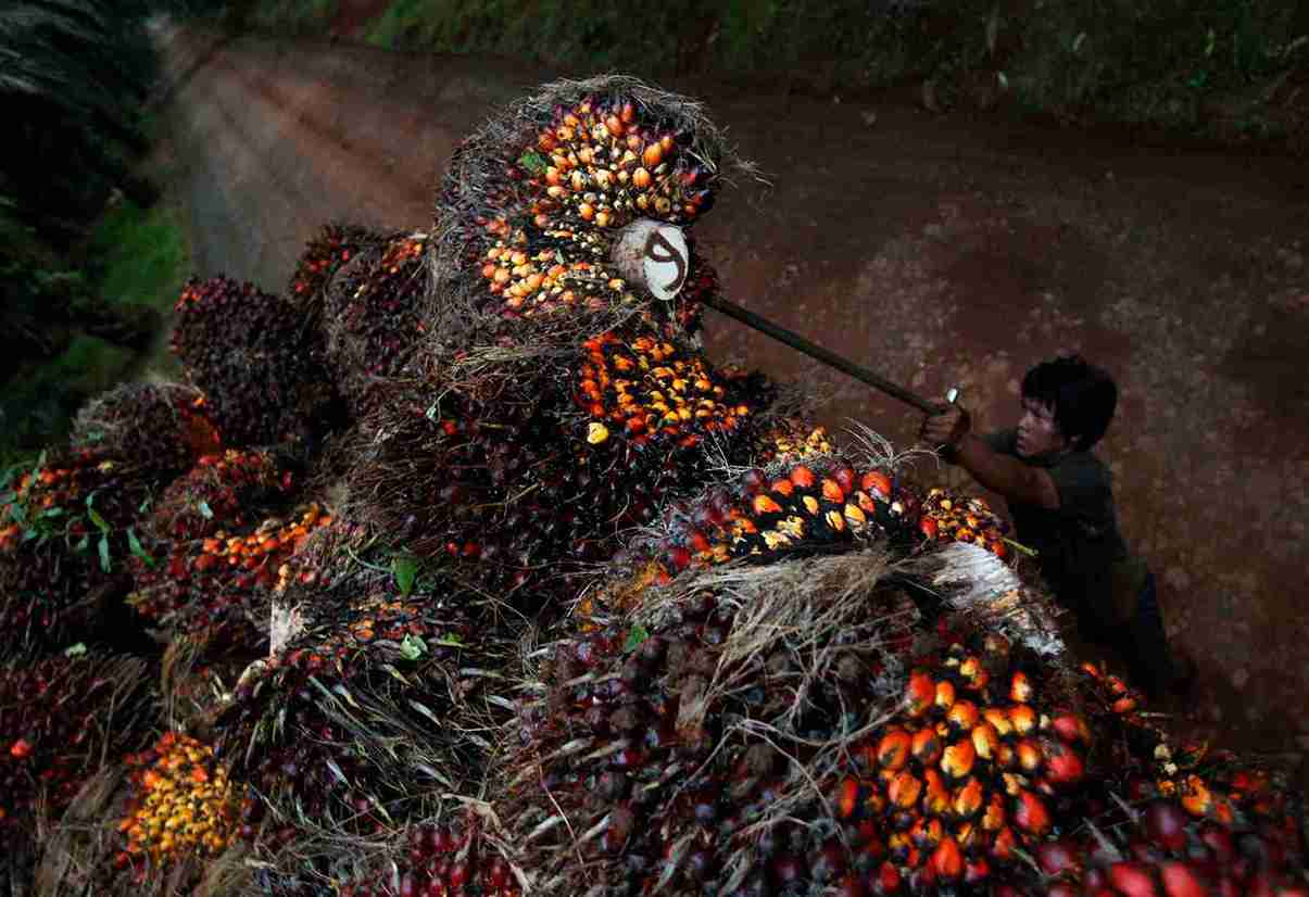 Seorang buruh tengah memuat kelapa sawit di sebuah perkebunan di Morowali, Sulawesi Tengah. (Foto: Kabarbursa/Abbas Sandji)