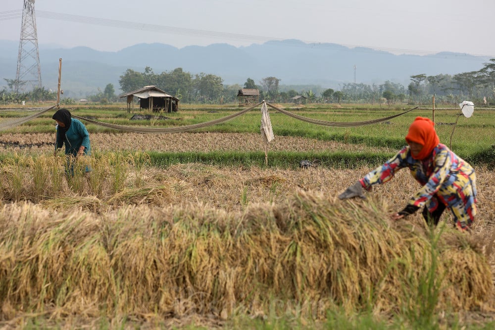 lustrasi persawahan dan padi yang akan dipanen oleh petani. (Foto: Dok. TopiKoki)