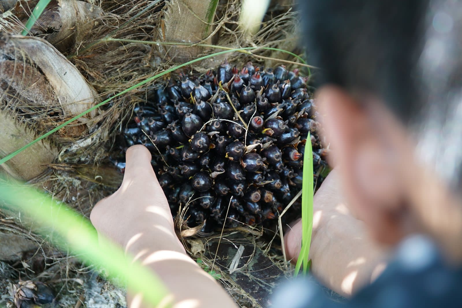 Panen sawit. Foto: Kabar Bursa/Abbas Sandji