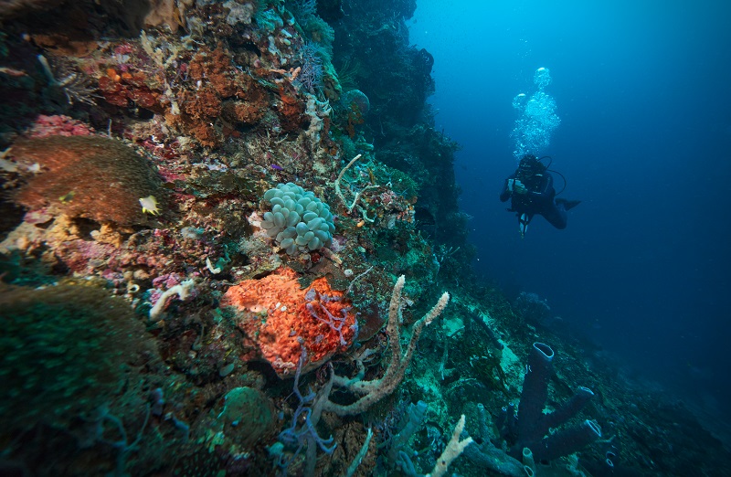 Seorang penyelam dari tim environmental marine melakukan pemantauan untuk memastikan kelestarian ekosistem laut di perairan Kawasi, Pulau Obi, Maluku Utara.