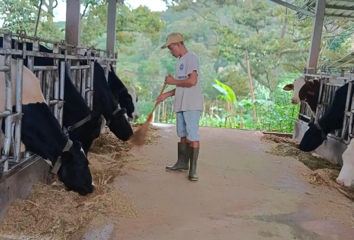  Klaster yang kini membawahi lebih dari 300 anggota ini, dulunya hanya berawal dari 25 peternak di Dusun Ngelon