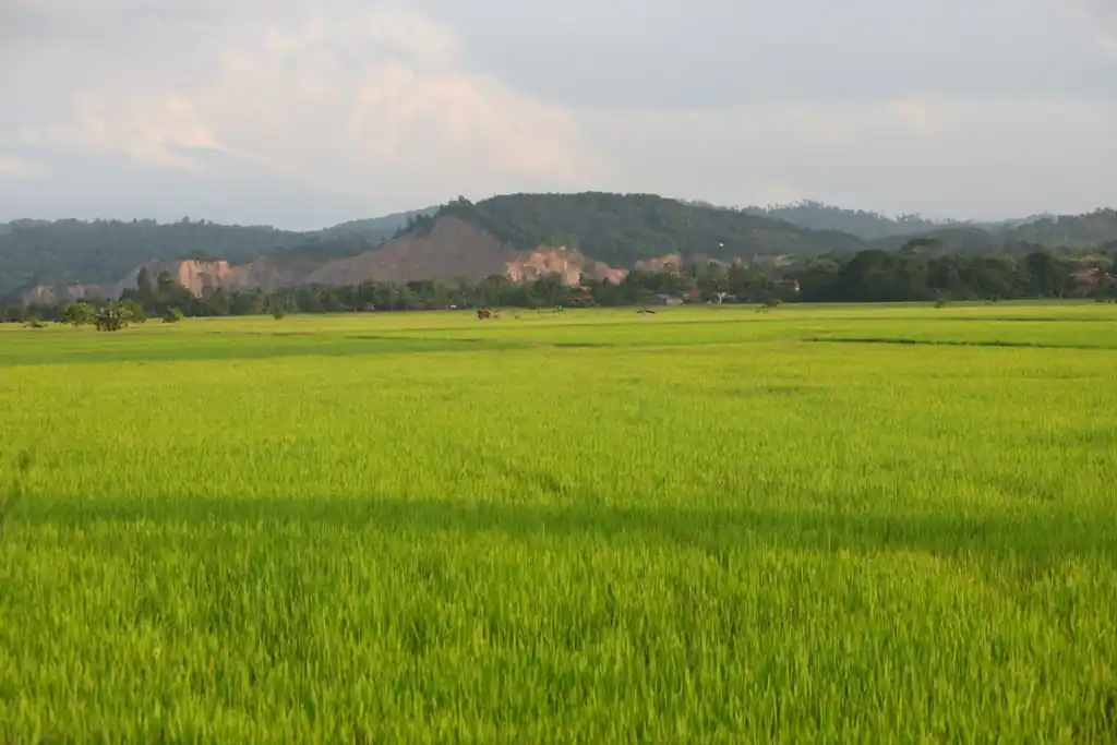 Krisis iklim meningkatkan harga pangan global. Di Indonesia, harga beras melonjak 16 persen akibat kekeringan ekstrem tahun sebelumnya. Foto: Dok. KabarBursa.
