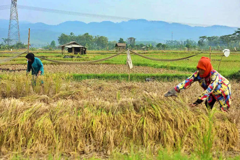 Ilustrasi: Seorang petani tengah memanen padi di sebuah sawah (Foto: Dok. Topi Koki)