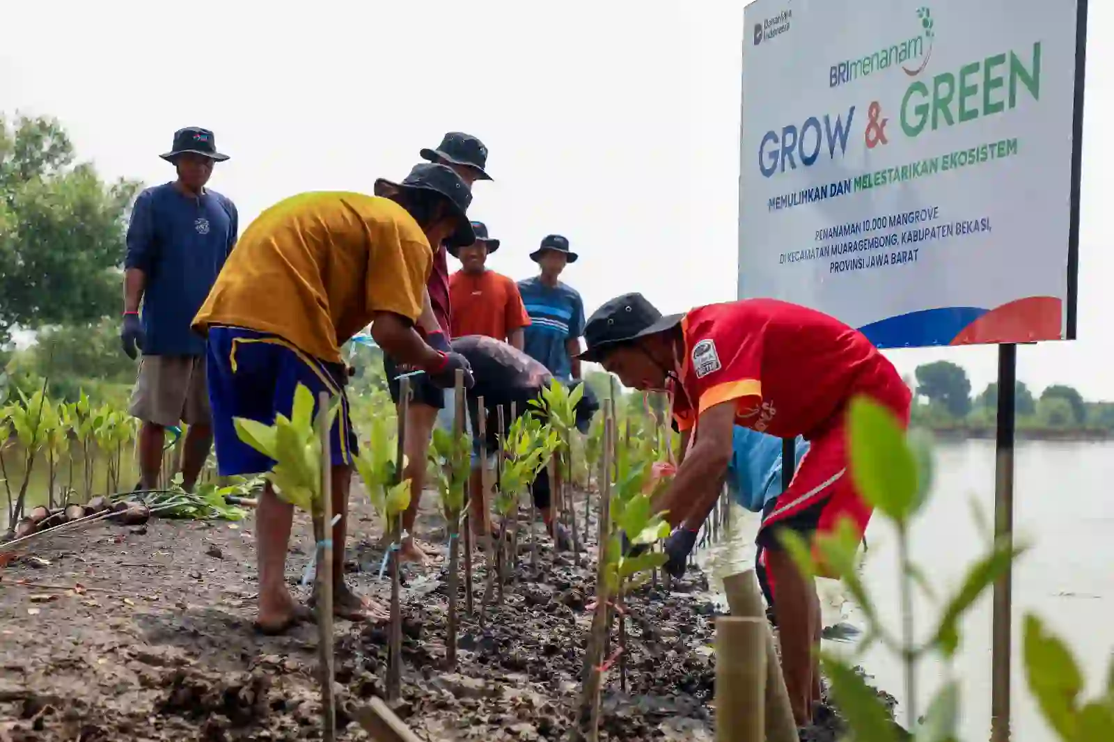 Sejak tahun 2023, BRI Peduli telah melaksanakan program ini di wilayah Muara Gembong. Foto: dok BRI