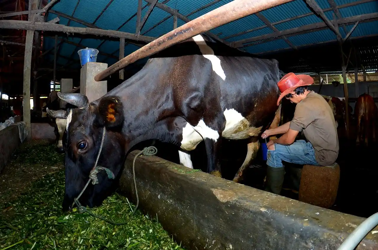 Sosok pengusahan ternak asal Ponorogo yang sukses lewat KUR BRI. Foto: Dokumentasi BRI.