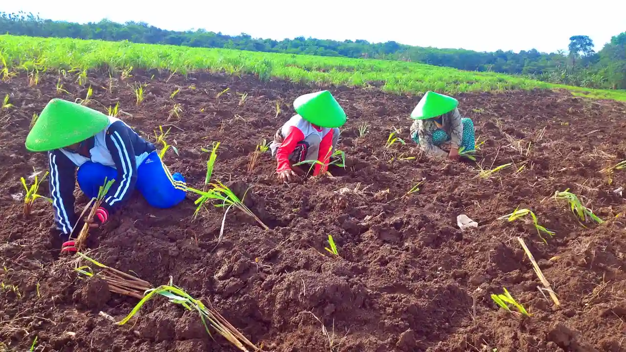 DDistillers UMKM binaan PT Pertamina (Persero) berhasil ubah lahan kering menjadi tanaman budidaya atsiri, sumber penghidupan dan lapangan kerja lebih dari 2.000 warga desa. (Foto: Dok. Pertamina)