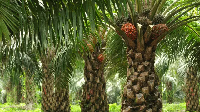 Harga minyak sawit mentah (CPO) mencatat penurunan tipis sepanjang pekan ini