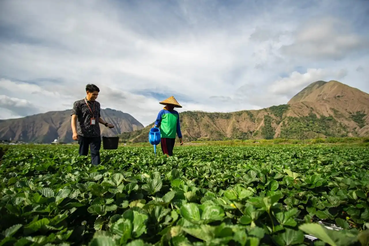 Petani fadi fokus BRI, layanan KUR BRI senilai Rp50,95 triliun dicairkan sepanjang 2025. Foto: dok. BRI