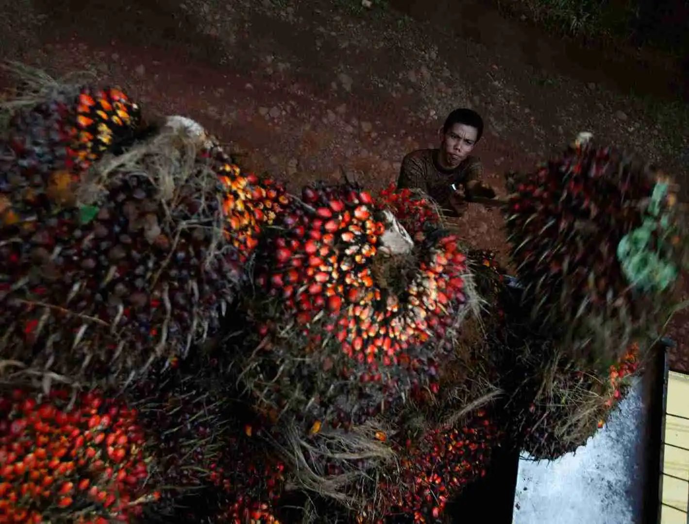 Ilustrasi industri sawit. Foto: dok KabarBursa.com