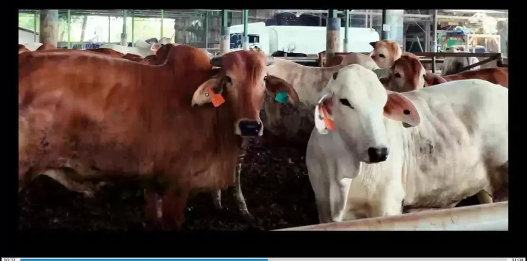 Public Expose Insidentil Pubex BEEF Secara Daring dengan Ilustrasi. Foto:  Tangkapan Layar