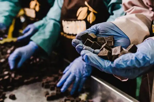 Cokelat hasil produksi PT Wahana Interfood Nusantara Tbk. Foto: Dok COCO.