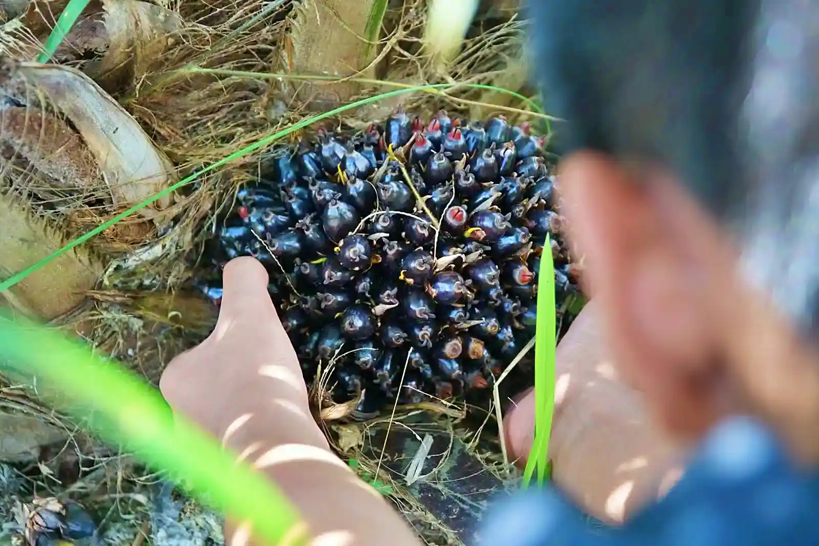 PT Gozco Plantations Tbk (GZCO) menegaskan bahwa seluruh lahan kelapa sawit yang dikelolanya memiliki dasar hukum yang sah. (Foto: Dok. KabarBursa)