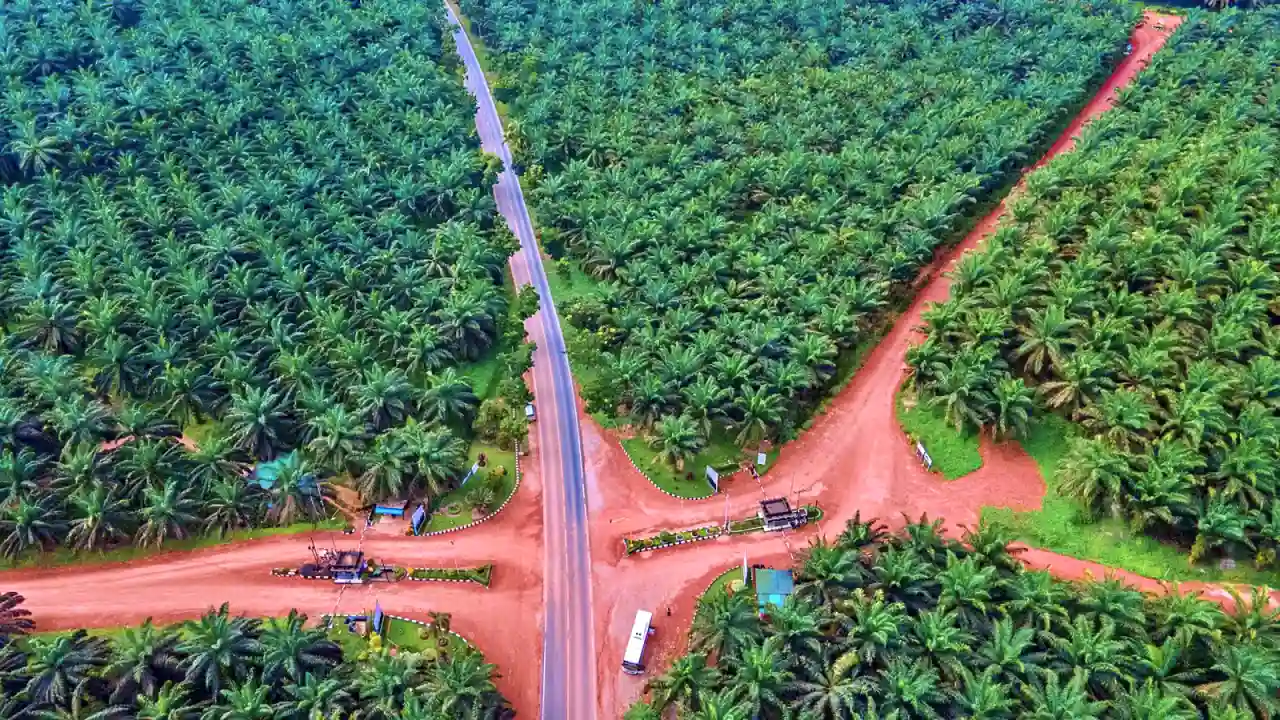 Saham PT Gozco Plantations Tbk (GZCO) berbalik arah tajam pada perdagangan Senin, 20 Oktober 2025, turun 10,38 persen ke level Rp328 per saham. (Foto: Dok. KabarBursa)