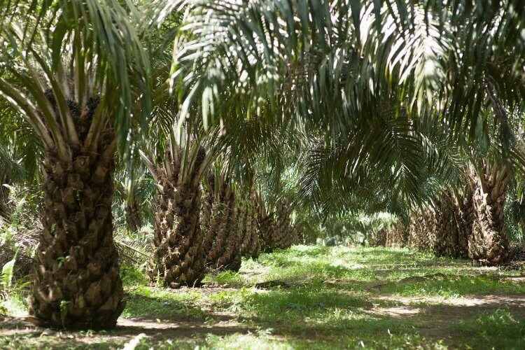 ilustrasi kebun kelapa sawit (foto:  PT Dharma Satya Nusantara Tbk)