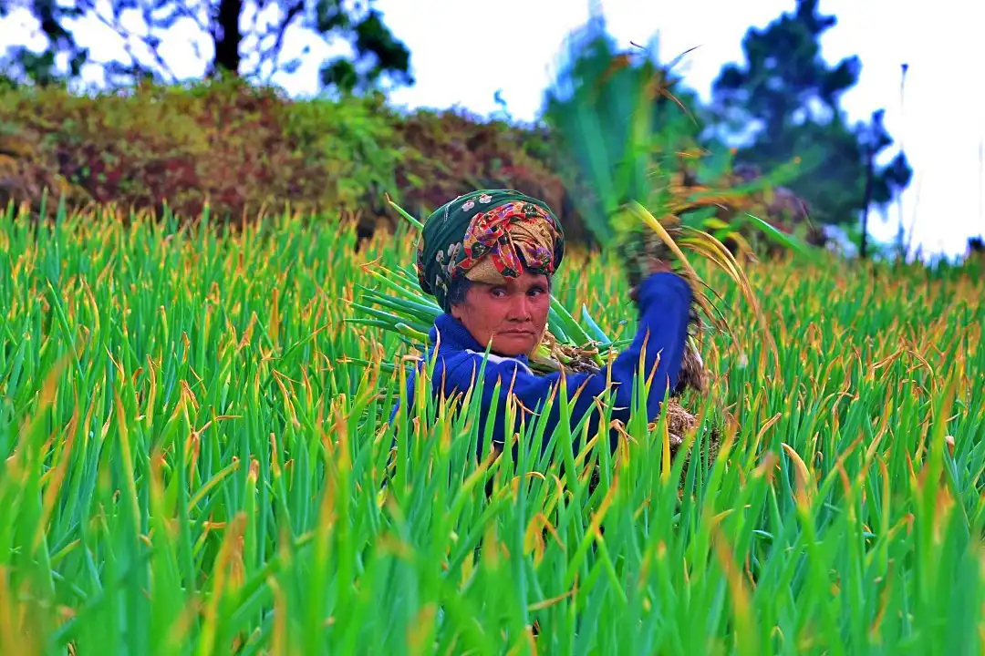 Seorang petani tengah menggarap perkebunan. (Foto: KabarBursa)
