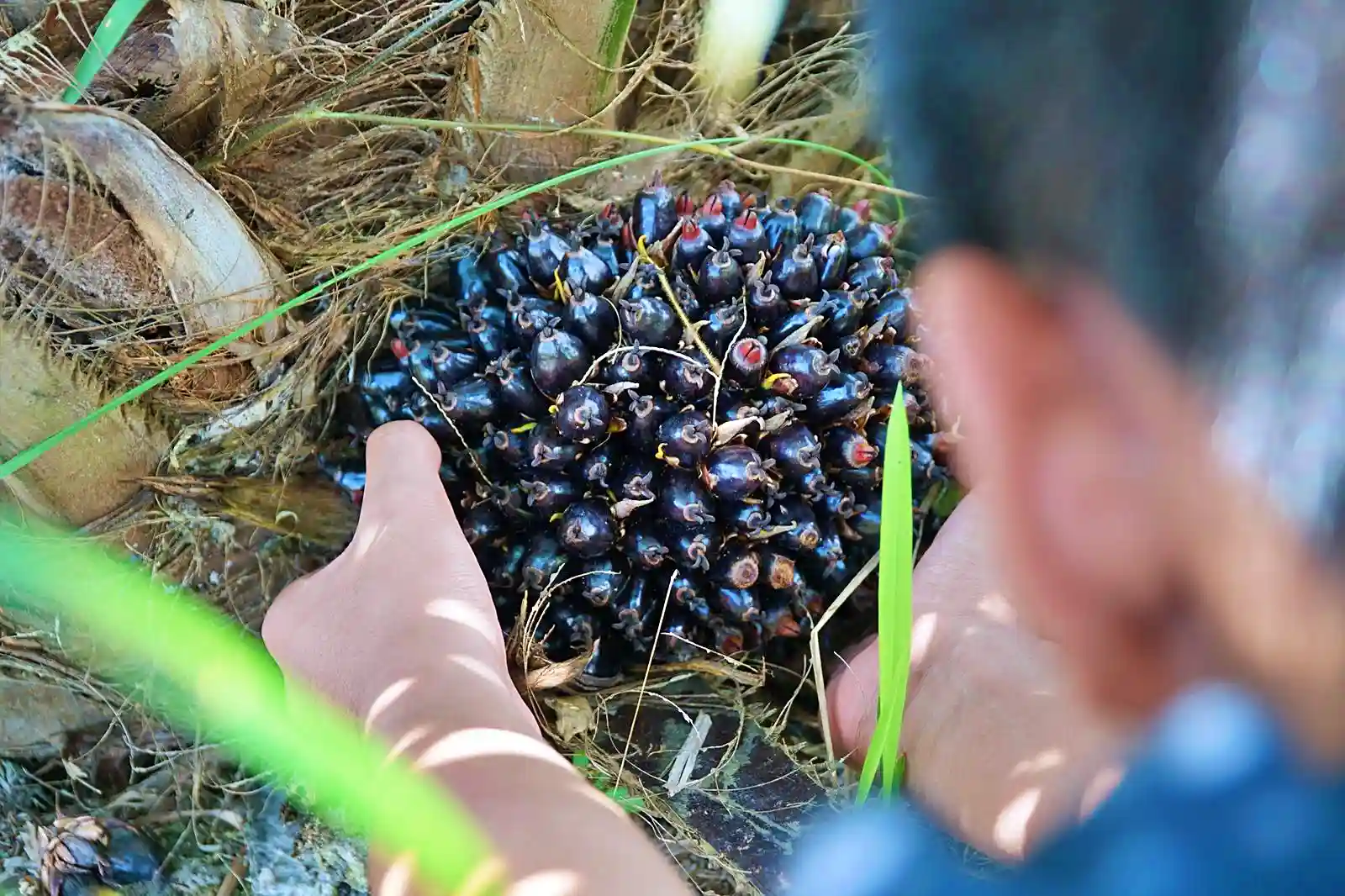Ilustrasi kebun kelapa sawit. Foto: Dok KabarBursa.