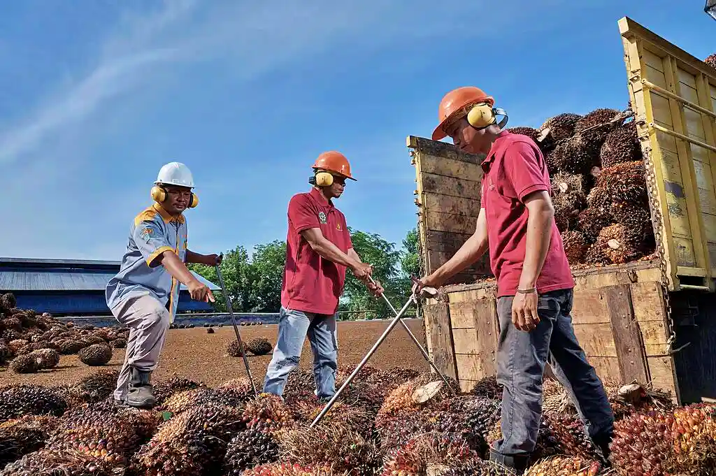 Aksi beli investor asing terhadap saham PT Sumber Tani Agung Resources Tbk (STAA) berlanjut selama enam hari. (Foto: Dok. Sumber Tani Agung Resources)