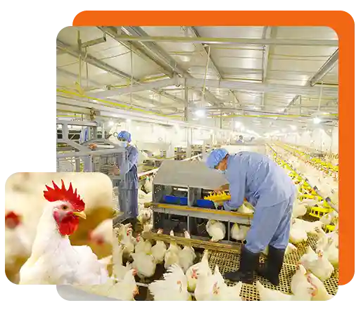 Ilustrasi peternakan ayam milik PT Japfa Comfeed Indonesia Tbk. Foto: Dok JPFA.