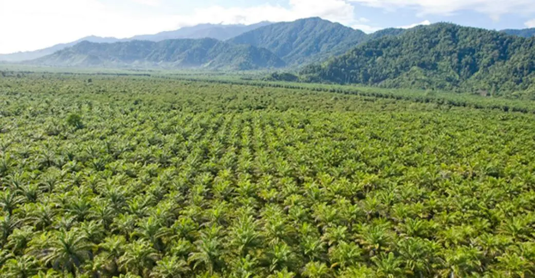 Ilustrasi Kebun Sawit. Foto: Dok Gapki