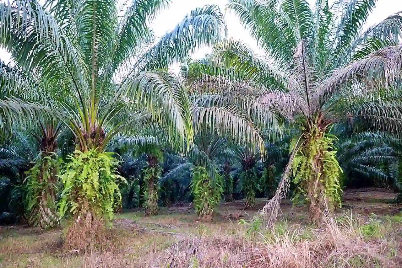 Ilustrasi kebun sawit (Foto: Dok. KabarBursa)