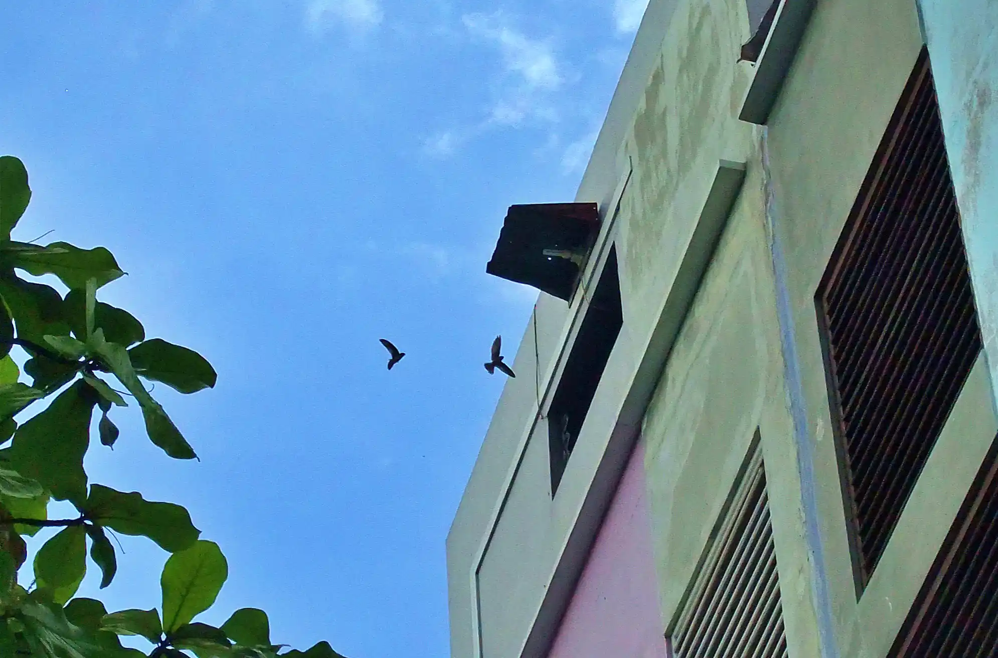Emiten sarang burung walet PT Abadi Lestari Indonesia Tbk (RLCO) memaparkan arah penggunaan dana hasil penawaran umum perdana saham. (Foto: Wikimedia Commons/Midori)