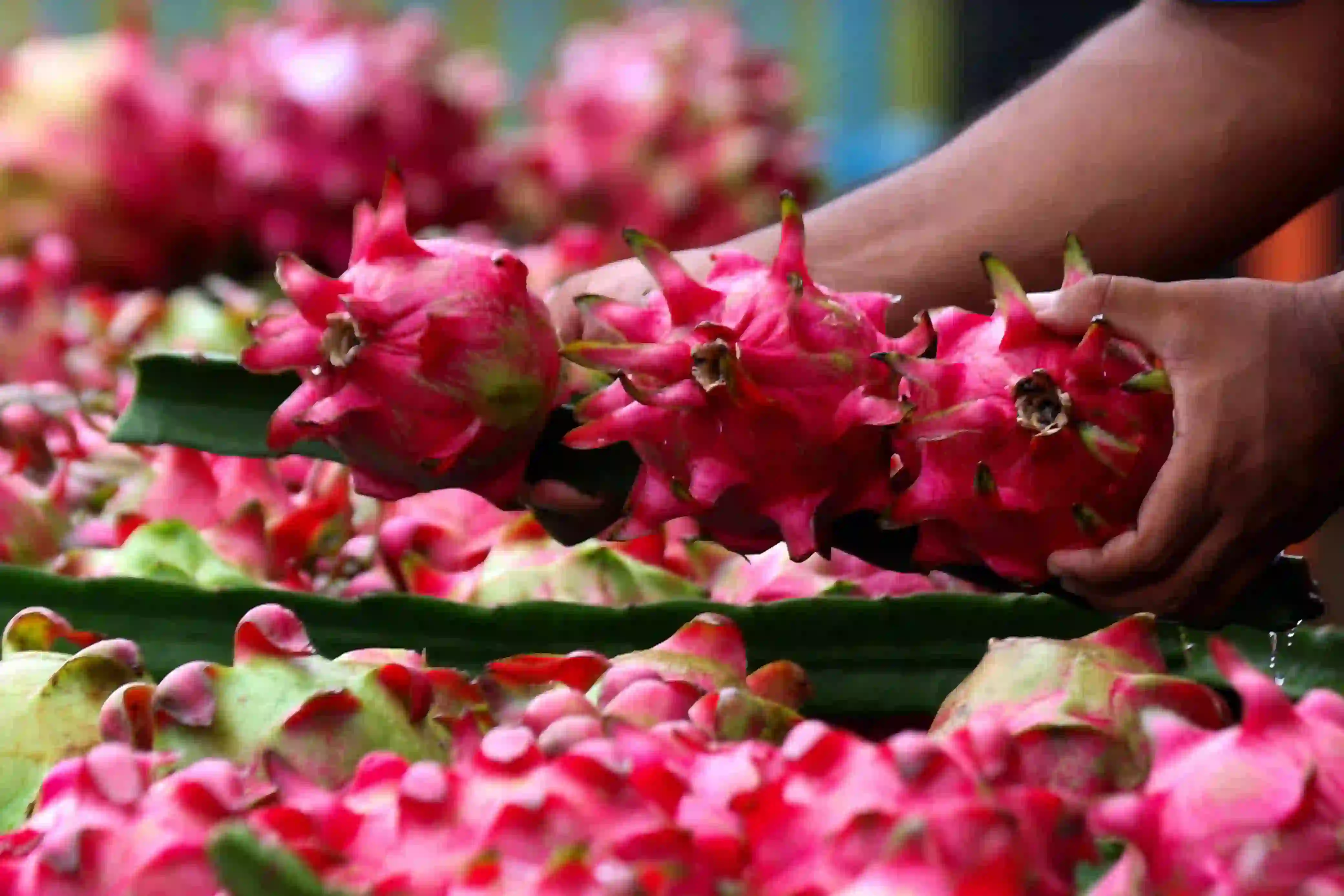 Cerita petani buah naga Banyuwangi: bangkit lewat program Klaster Hidupku dari BRI. Foto: dok. Antara Foto
