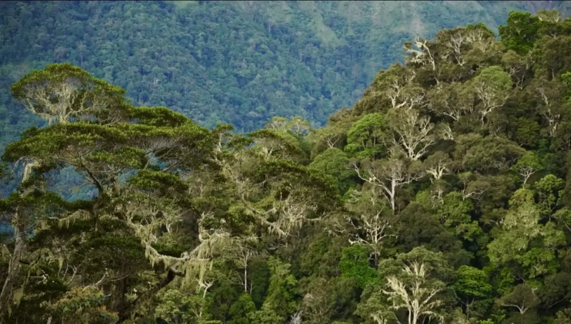 Ilustrasi: Nilai transaksi bursa karbon Indonesia pada Januari 2026 turun menjadi Rp4,7 miliar dengan volume 117.455 ton CO2e, meski jumlah partisipan dan unit tersedia meningkat. Foto: Dok. Auriga Nusantara