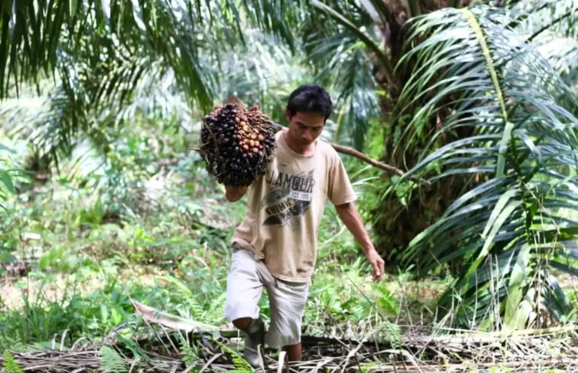 Ambisi B50 berpotensi memicu ekspansi sawit 4,7 juta hektare. Model berbasis petani dan peremajaan kebun dinilai memberi manfaat ekonomi lebih besar dan minim risiko ekologis. Foto: Dok. Mongabay.