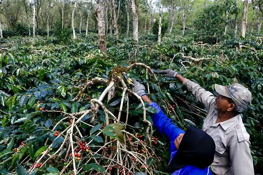 Petani memetik biji kopi arabika yang menjadi andalan masyarakat Gayo. Perubahan iklim picu gelombang panas dan turunkan produksi. Harga kopi RI naik 15 persen, petani kecil menghadapi tekanan adaptasi. Foto: Junaidi Hanafiah/Mongabay Indonesia