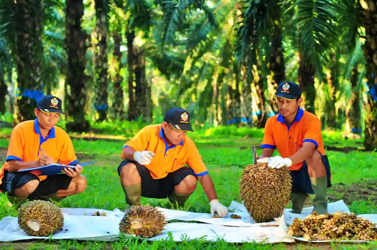 Di tengah harga sawit yang sedang tersungkur dan aksi tender offer, SGRO siapkan dana untuk pelunasan obligasi. (Foto: Dok Sampoerna Agro Tbk)