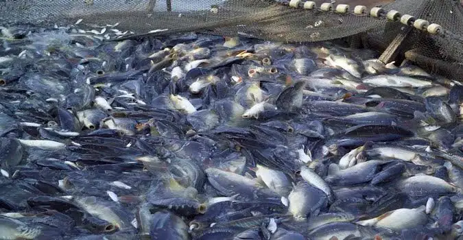Distribusi pupuk subsidi bagi pembudidaya ikan yang dinilai lebih sederhana dan mudah diakses masyarakat