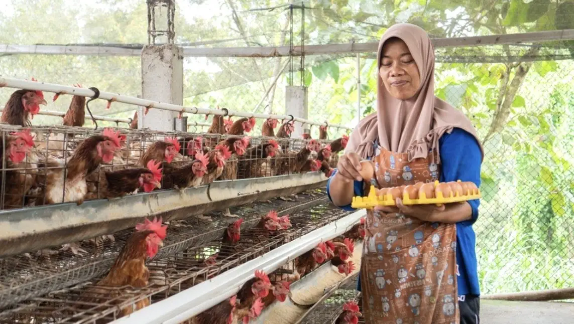 AYAM tingkatkan impor indukan ayam dari AS setelah kuota GPS naik. Kapasitas produksi disiapkan untuk menopang kebutuhan program MBG hingga 2028. Foto: Dok. AYAM