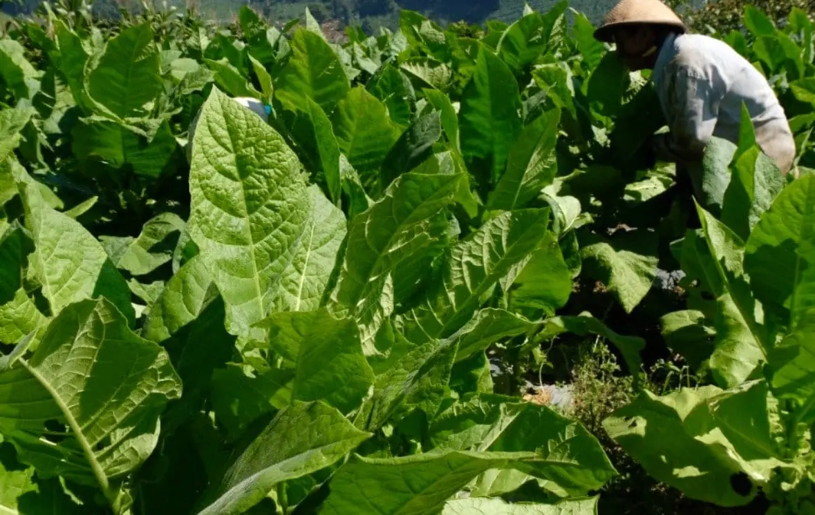 Selain sawit, ekspansi perkebunan tembakau dan rantai pasok industri rokok disebut ikut berkontribusi pada deforestasi di Indonesia. Foto: Dok. Pemprov Jawa Tengah