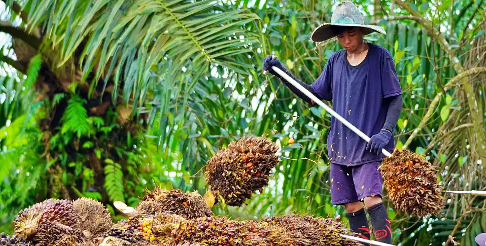 Saham PT FAP Agri Tbk (FAPA) bergerak stabil di kisaran 6.300 hingga 6.325 dalam beberapa sesi perdagangan terakhir di Bursa Efek Indonesia (BEI). (Foto: Dok. F