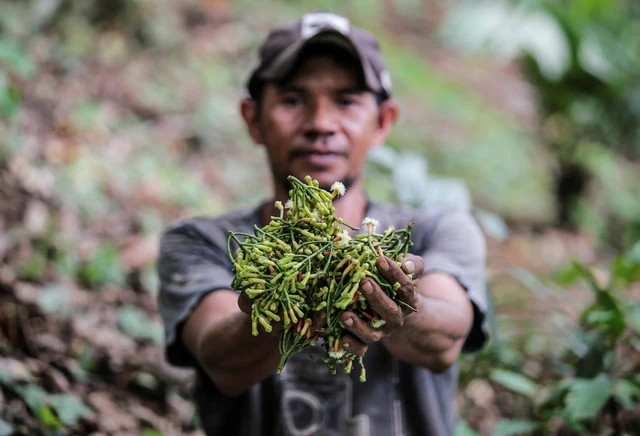 Rencanapembatasan kadar nikotin dan tar dapat mengganggu produktivitas sejumlah emiten rokok lokal. (Foto: Antara)
