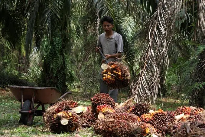 Aktivitas diperkebunan sawit. Foto: Dok LSIP