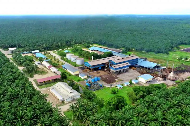 Ilustrasi perkebunan sawit  (Foto: Dok. Cisadane Sawit Raya)