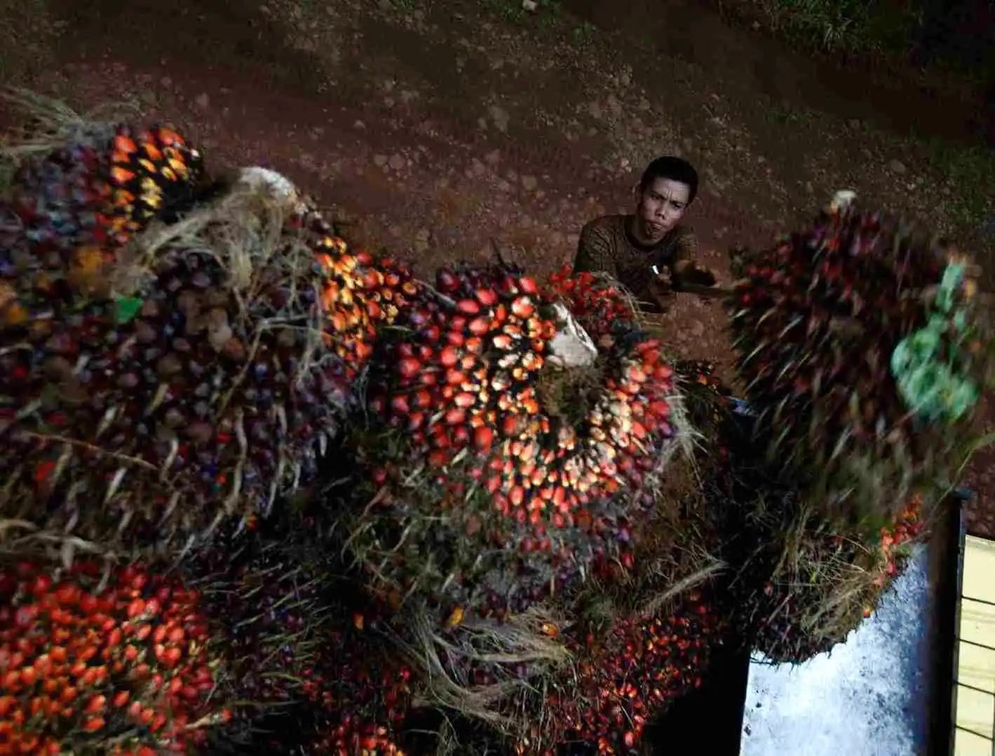 ISEAI ungkap paradoks sawit, harga global naik tapi tekan daya beli warga lewat kenaikan minyak goreng dan inflasi pangan. Foto: Dok. KabarBursa