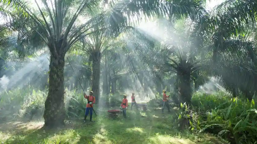 Perlahan, saham DSNG mulai bergerak naik. Namun masih menjadi pertanyaan, apakah itu benar=benar sebagai tenaga baru untuk rebound tinggi atau hanya sekadar pantulan. (Foto: dok Dharma Satya Nusantara)