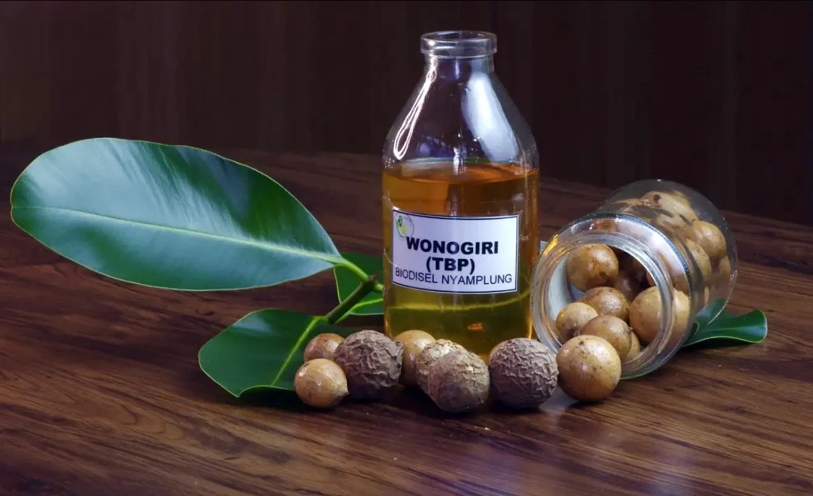 BRIN kembangkan biofuel nyamplung sebagai alternatif BBM, dorong kemandirian energi dan kurangi impor berbasis biomassa hutan. Foto: Dok. BRIN.
