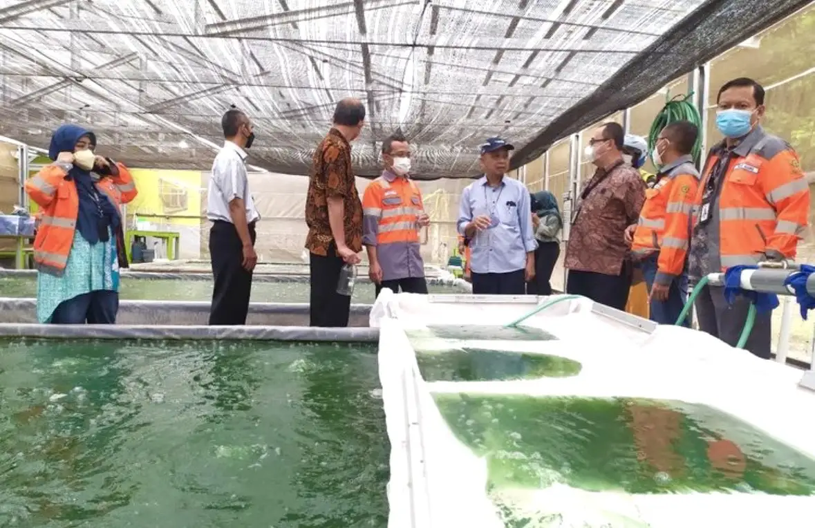 PT Semen Indonesia (Persero) Tbk (SIG) melalui anak usahanya PT Solusi Bangun Indonesia Tbk (SBI) bersama Universitas Gadjah Mada (UGM) dan Matching Fund Dikti sejak 2021 melakukan budidaya mikroalga di Pabrik Cilacap. Foto: Dok. SIG.