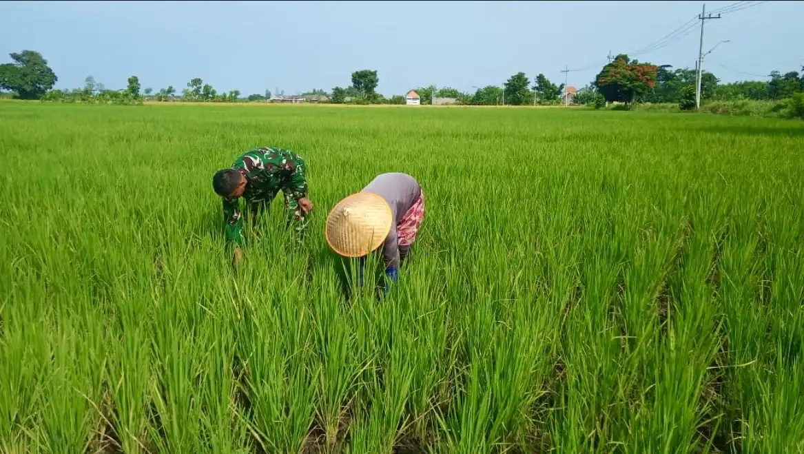 Babinsa Koramil 0820-15/Pajarakan, Sertu M. Soleh, mendampingi petani memantau pertumbuhan tanaman padi di Desa Sukokerto, Kecamatan Pajarakan, Kabupaten Probolinggo, Sabtu, 3 Januari 2026. Foto: Dok. Kodam V Brawijaya.