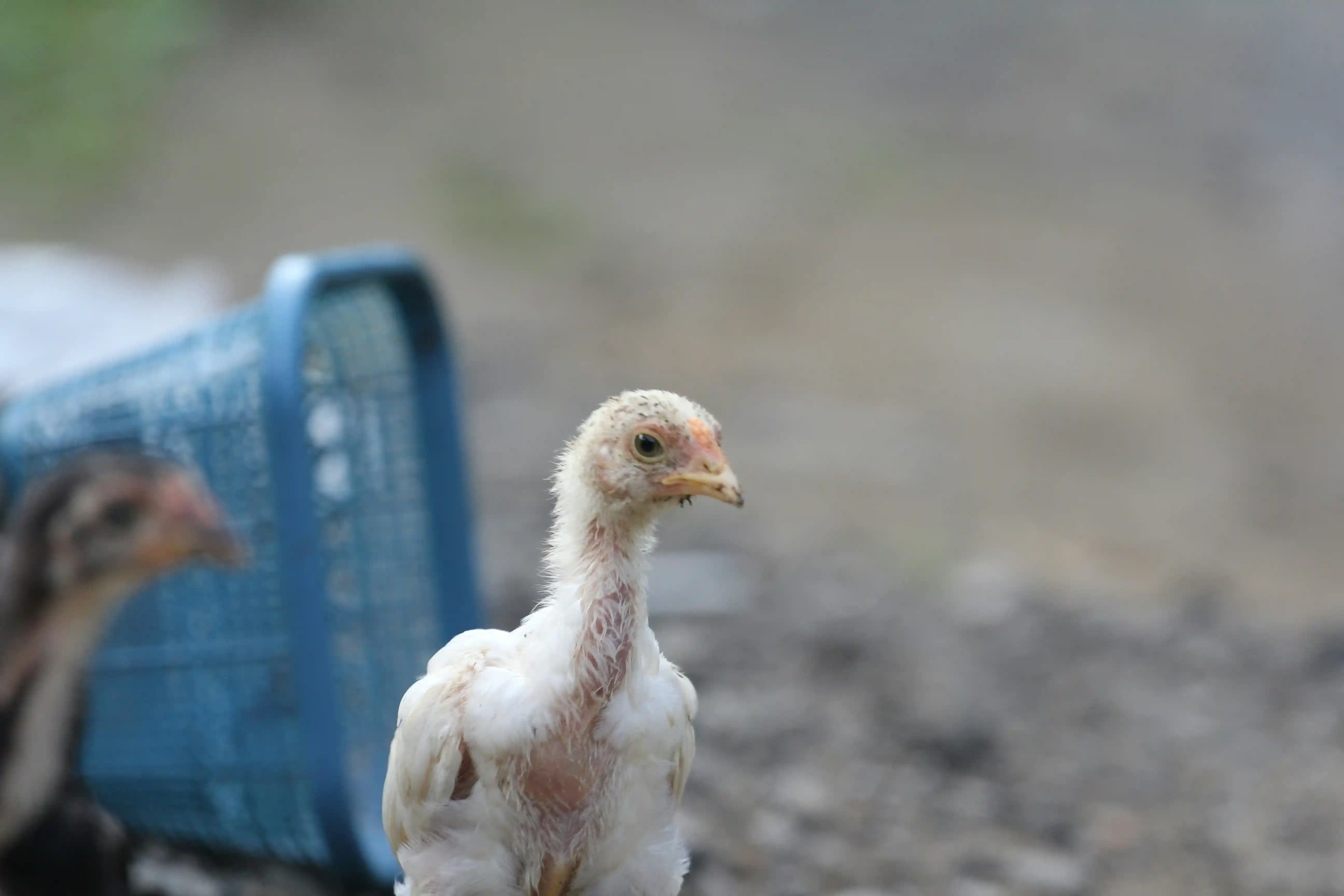 PT Widodo Makmur Unggas Tbk (WMUU) mencatat lonjakan pendapatan sebesar Rp740,9 miliar sepanjang 2025 atau naik 96 persen dibandingkan Rp378,1 miliar pada tahun sebelumnya. (Foto: Unsplash/Mahmur Marganti)