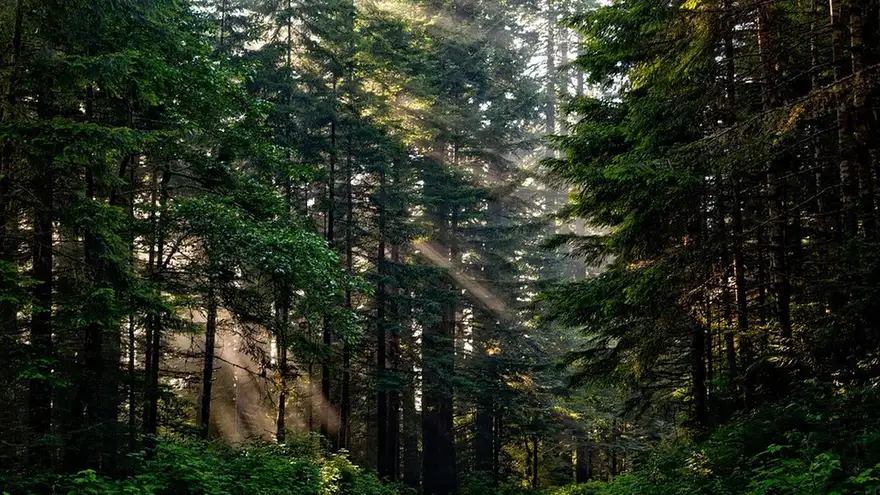 PWYP Desak Pemerintah Transparan dalam Pencabutan IUP di Kawasan Hutan