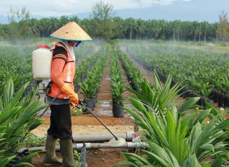 Ilustrasi PT Bakrie Sumatera Plantations Tbk yang berencana melakukan restrukturisasi utang. Foto: dok UNSP
