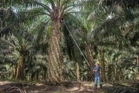 Dividen jumbo SSMS kali ini memang menarik. Dengan nilai Rp83,99 per saham, investor akan mendapatkan keuntungan siginifikan per lotnya. (Foto: dok Sawit Sumbermas Sarana)