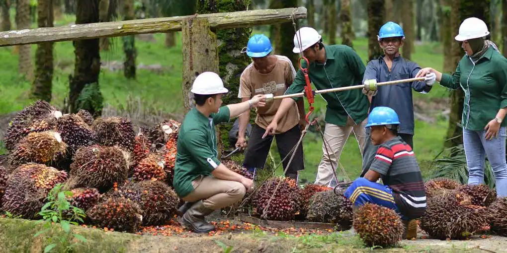Kemendag menyebut HR CPO periode Mei 2026 alami kenaikan. . (Foto: dok Astra Agro Lestari)