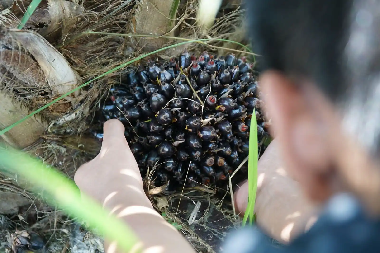 AALI menjadi salah satu emiten yang terdampak positif dari naiknya harga CPO. (Foto: dok Astra Agro Lestari)